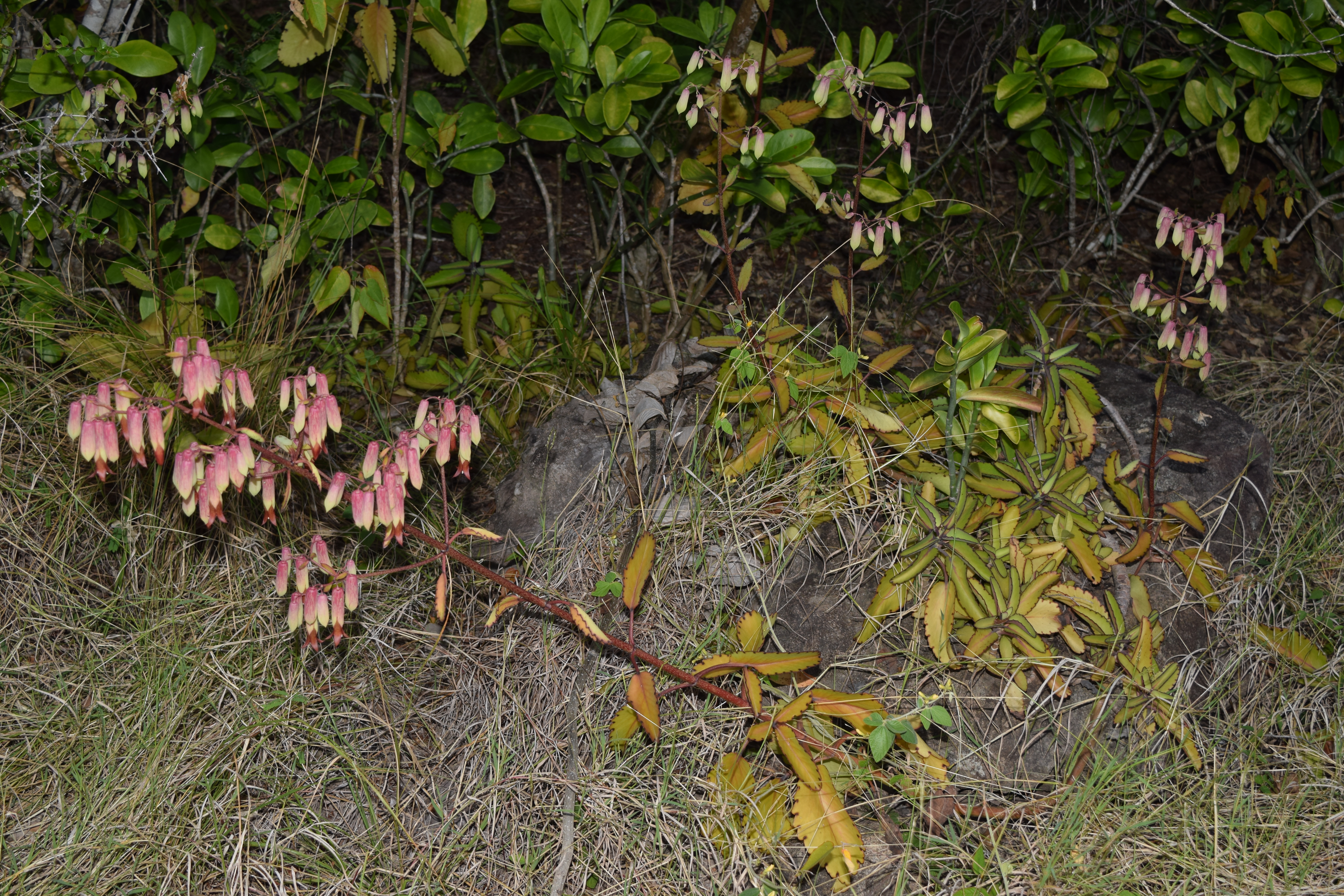 Kalanchoe pinnata habit