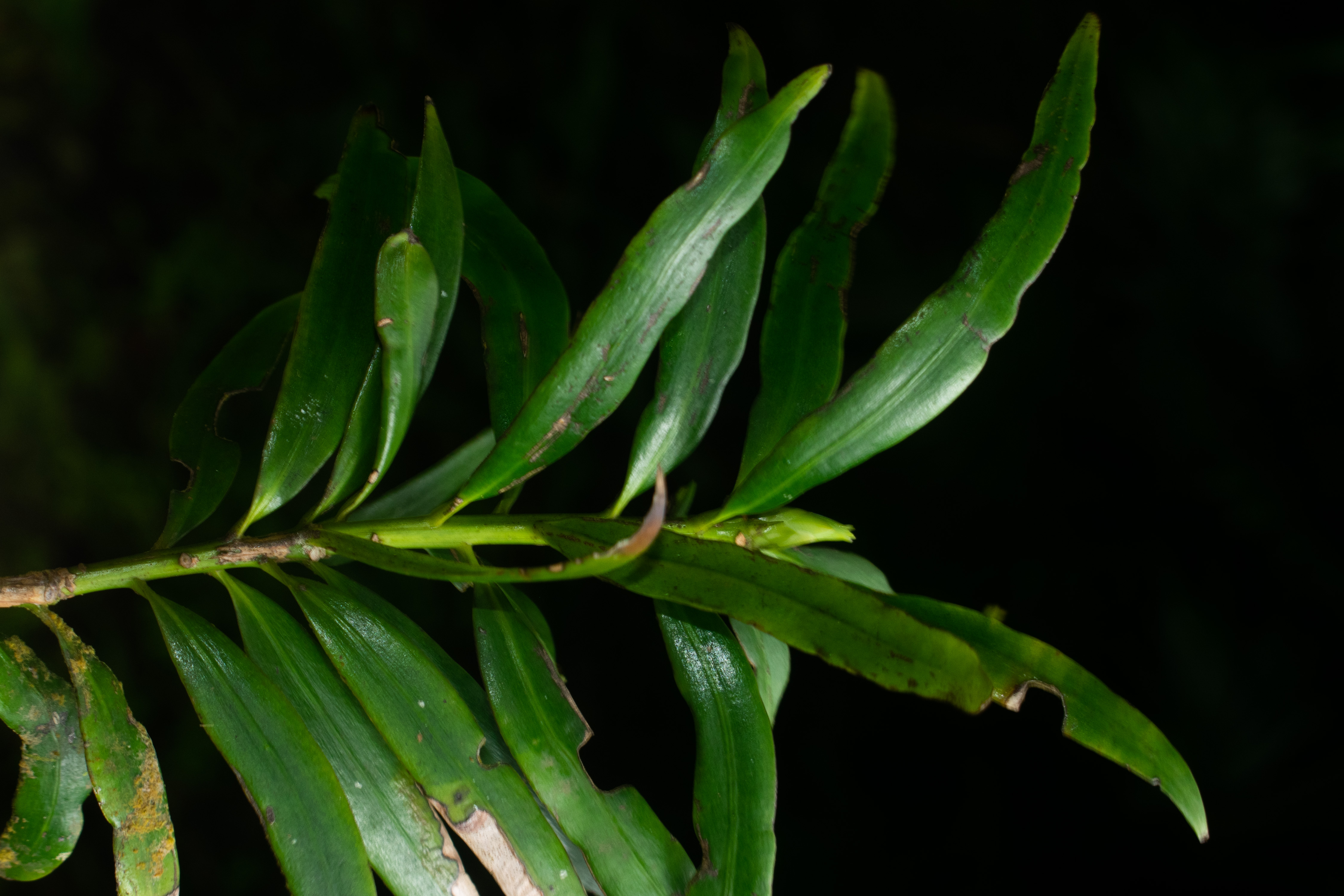 Podocarpus coriaceus